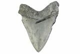 Fossil Megalodon Tooth - North Carolina #381368-1
